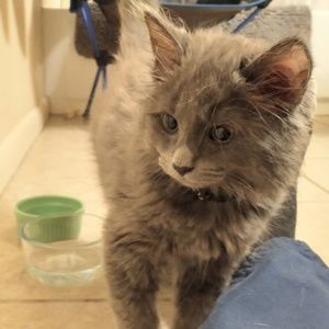 Meet your Posher, Allison